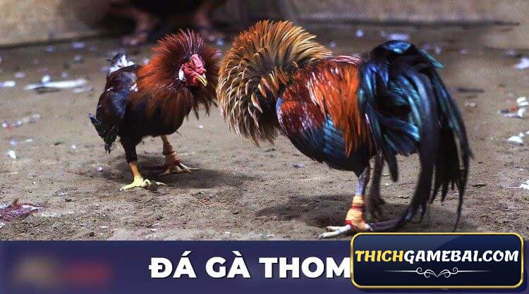 Tường thuật trực tiếp đá gà thomo đang được rất nhiều AE quan tâm. Vậy đá gà thomo hôm nay có những trận nào? Link xem đá gà trực tiếp thomo 24/7 ở đâu? 