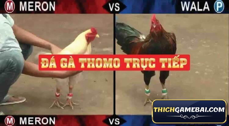 Tường thuật trực tiếp đá gà thomo đang được rất nhiều AE quan tâm. Vậy đá gà thomo hôm nay có những trận nào? Link xem đá gà trực tiếp thomo 24/7 ở đâu? 