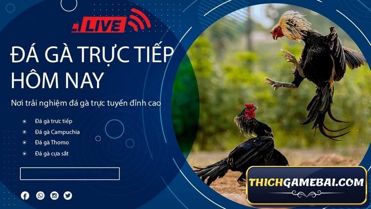 Tường thuật trực tiếp đá gà thomo đang được rất nhiều AE quan tâm. Vậy đá gà thomo hôm nay có những trận nào? Link xem đá gà trực tiếp thomo 24/7 ở đâu? 